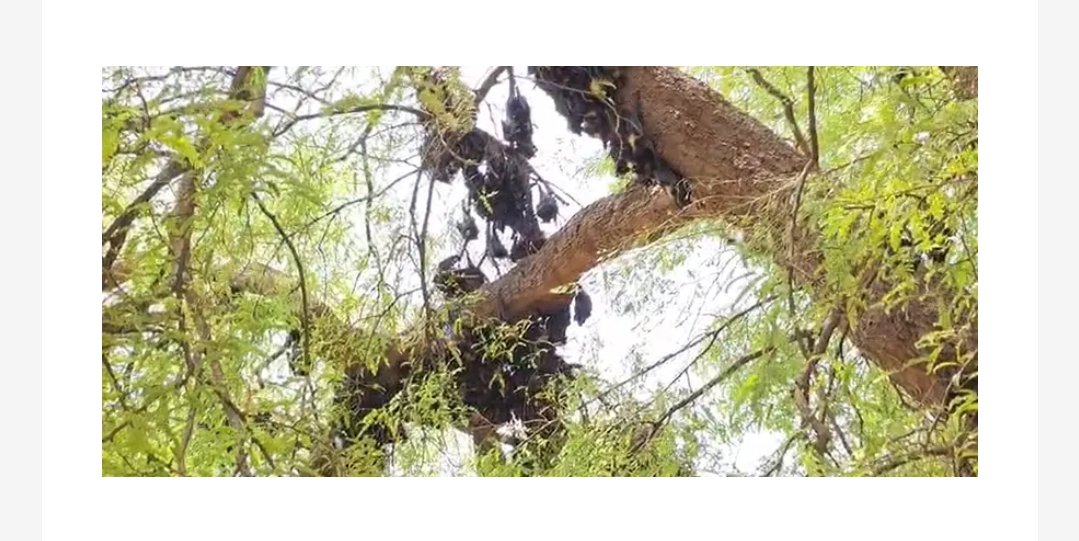 पाली में चमगादड़ों की मृत्यु का कारण बीमारी नहीं, अत्यधिक गर्मी स्थिति पूरी तरह नियंत्रण में