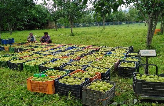 जशपुर के किसान खेती में बना रहे नई पहचान, परंपरागत फसलों से आगे बढ़कर उद्यानिकी और नकद फसलों की ओर बढ़ा रुझान