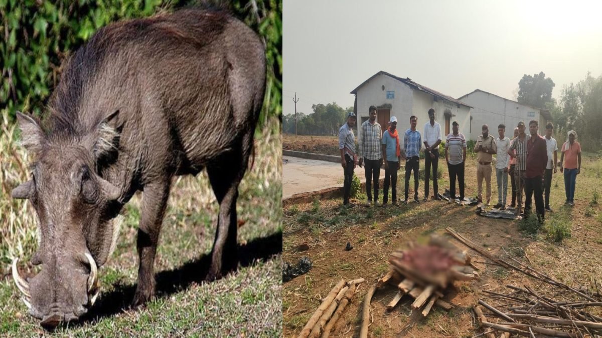 रतनपुर में वन विभाग का बड़ा एक्शन: जंगली सूअर के मांस की अवैध बिक्री का भंडाफोड़, घर से 14 किलो मांस जब्त