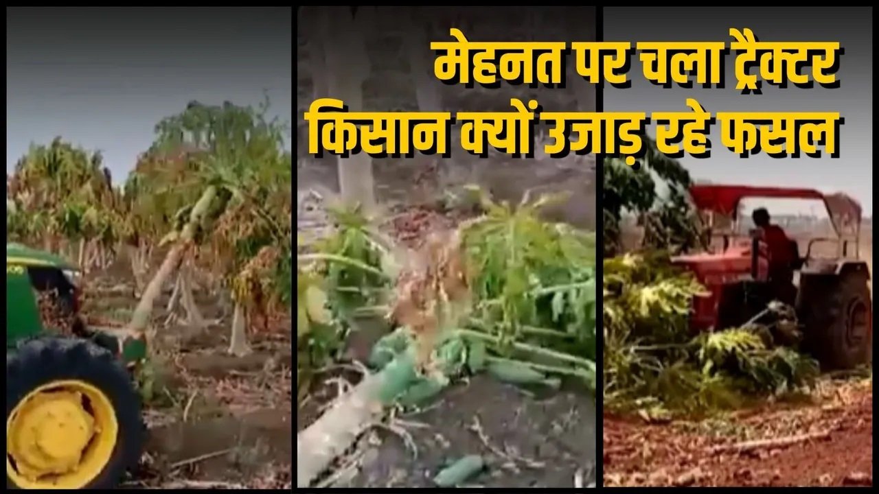 धमधा में पपीता संकट: लागत बढ़ी, बाजार ठप, खेतों में उखड़ रही तैयार फसल, किसानों की मेहनत पर पानी फिरा