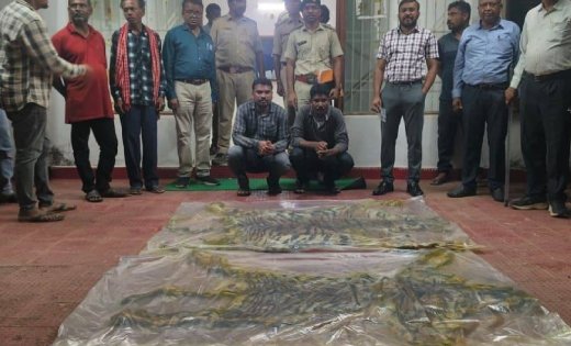 बीजापुर बाघ खाल तस्करी मामले में बड़ी कार्रवाई, रेंजर सहित तीन वनकर्मी निलंबित