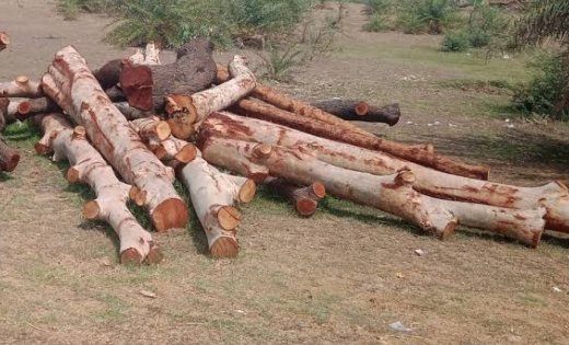 सात पेड़ों की शिकायत से खुला लाखों की लकड़ी चोरी का बड़ा मामला…जांच आगे बढ़ी तो सामने आई पूरी कहानी