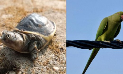 राजधानी में छिपा वन्यजीवों का काला कारोबार…ऑनलाइन सौदे से लेकर दुकानों तक पहुंची अवैध बिक्री की कड़ी
