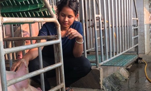 रायपुर : आधुनिक सूकरपालन से स्वरोजगारः 400 से अधिक सूकरों के साथ ग्रेसी ने लिखी सफलता की नई इबारत
