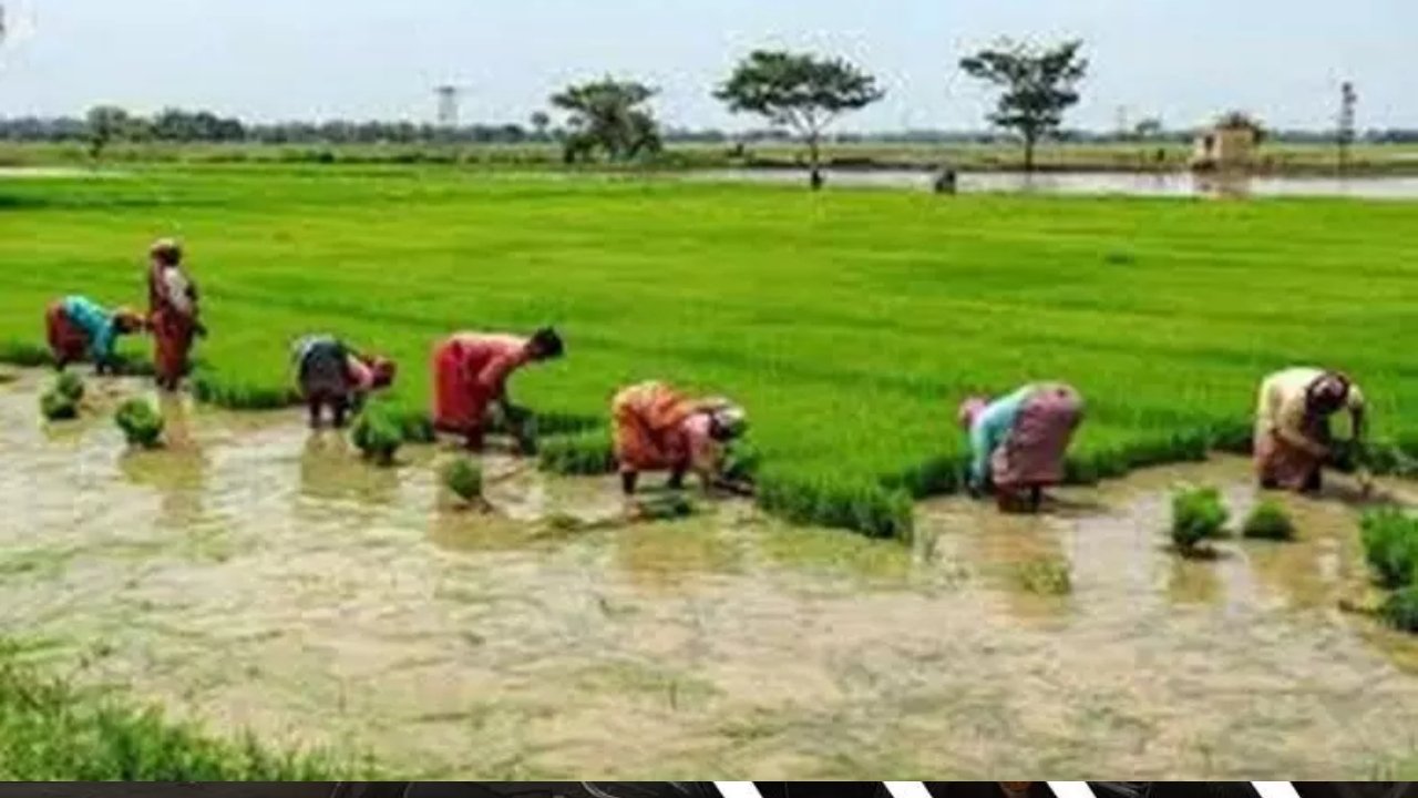 मानसून की देरी से न घबराएं किसान, धान की खेती के लिए अभी भी पर्याप्त समय, कृषि वैज्ञानिकों ने जारी की अहम सलाह