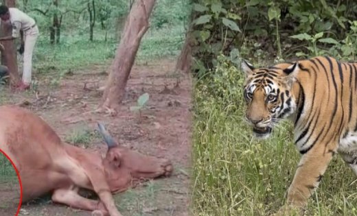 बाघ की दहशत, खेत में चर रहे बैल पर किया हमला, वनकर्मियों का भी हुआ आमना-सामना