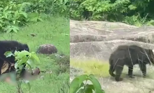 दो ग्रामीणों की जान लेने वाली भालू की मौत, जांच में रेबीज संक्रमण की हुई पुष्टि
