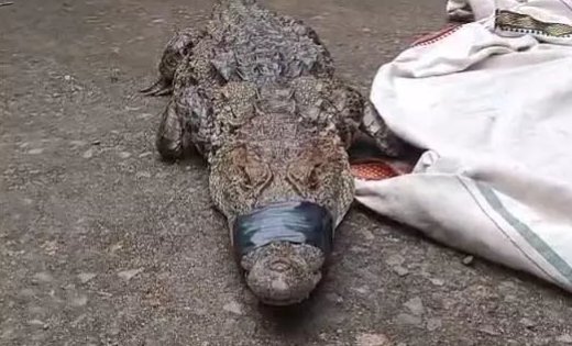सुबह खेत की ओर निकले किसान, रास्ते में दिखा ऐसा मेहमान कि देखते ही गांव में मच गई हलचल