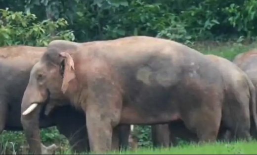हाथियों का कहर, बुजुर्ग को कुचलकर मार डाला, घर और धान की फसल भी बर्बाद