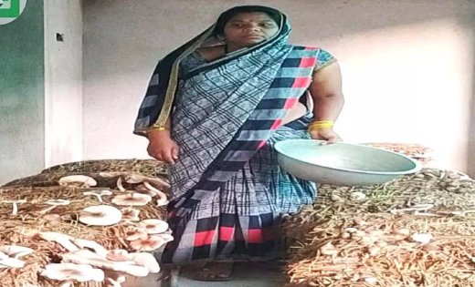 गरीबी से जूझ रही 14 महिलाओं ने बनाया समूह, सावित्री ने मशरूम और दुग्ध उत्पादन से बदली परिवार की तस्वीर; 85 हजार से 2.38 लाख पहुंची सालाना आय