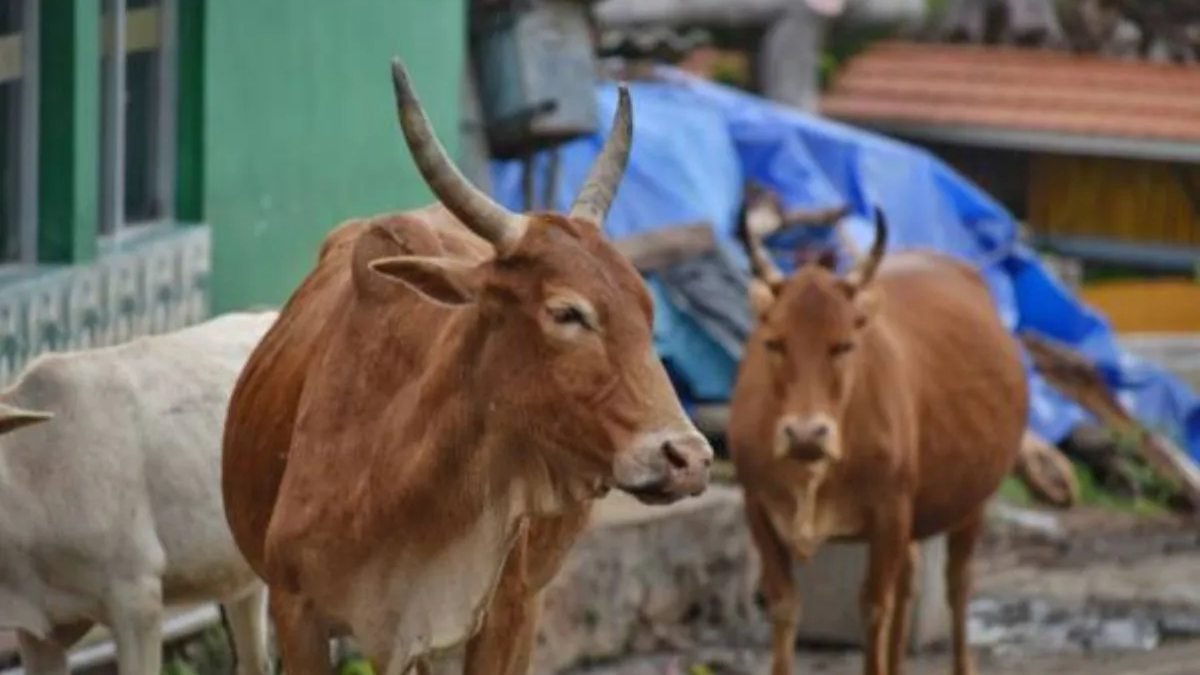 मवेशियों की मौत से मचा हड़कंप, बघेरा के कांजी हाउस पर उठे सवाल…चारा-पानी की व्यवस्था को लेकर ग्रामीणों ने की शिकायत