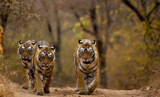 40 साल बाद खुलेगा इंद्रावती टाइगर रिजर्व, 1 नवंबर से पर्यटकों को मिलेगा जंगल और वन्यजीवों का रोमांच