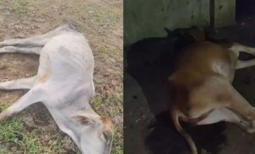 गौठान में 30 गायों की अचानक मौत से हड़कंप, बीमारी या किसी और वजह का पता लगाने में जुटी टीम