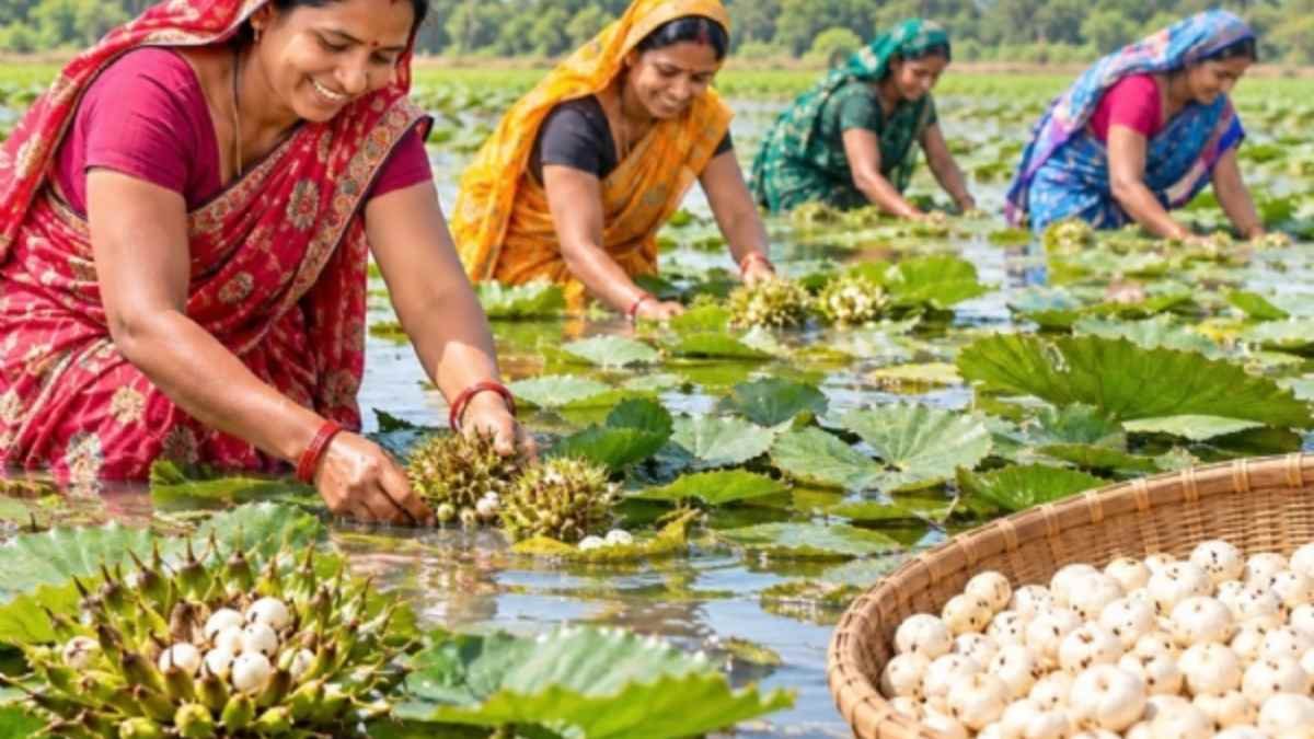 29 एकड़ में मखाना तैयार, समूह की महिलाएं जल्द करेंगी हार्वेस्टिंग