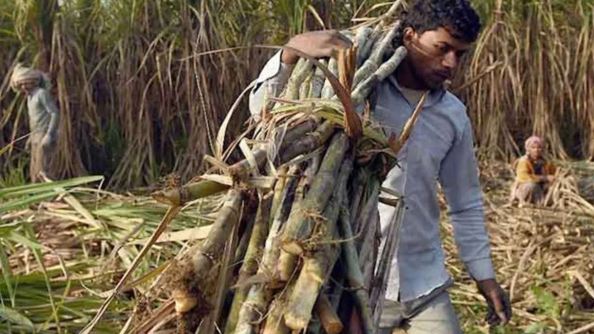छत्तीसगढ़ में गन्ना किसानों को मिलेगा बढ़ा हुआ बोनस, 31 हजार से अधिक किसानों के खातों में आएंगे 51 करोड़ रुपये