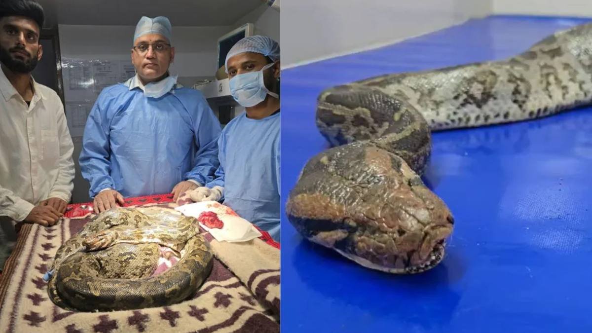 छत्तीसगढ़ में अजगर के मुंह से निकाला कैंसर का ट्यूमर, साढ़े तीन घंटे चला ऑपरेशन
